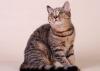 Шотландская красавица браун табби - очень ласковая превью 1293785.