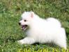 Белый малый шпиц превью 1294472.