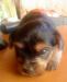 Продаю щенка Йоркширский терьер превью 1295007.