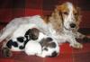Русский спаниель-щенки. дешево превью 1295143.