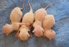 Превью Кудрявые Корниш-рекс и голенькие Сфинксы Москва - 1