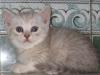 Превью Шотландские котята, хайленды и страйты Москва - 2