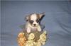 Чихуахуа щенки очаровашки,милашки превью 1295993.