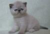 Экзотическая кошечка 2 мес превью 1296187.