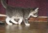 Отдам котят в хорошие руки превью 1297368.