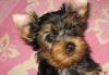 Йоркширский терьер ,щенки превью 1297471.