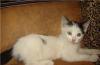 Котенок по имени Гав ищет дом и любящих хозяев превью 1297953.