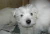 Щенки  Вест-Хайленд-Уайт терьера превью 1298049.
