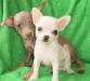 Чихуа г/ш миниатюрная девочка превью 1298475.