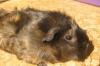 Морская свинка в добрые руки отдам превью 1298590.