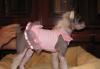 Превью Очаровательная девочка китайской хохлатой Санкт-Петербург - 2