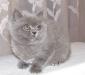 Британская кошечка окрас голубой превью 1299060.