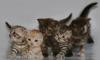 Котята британские превью 1299167.