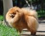 Шпиц миниатюрный померанцевый мальчик превью 1299754.