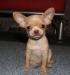 Чихуахуа, щенки большой выбор (30 щенков) превью 1030049.