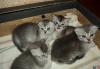 Превью Продажа котят от вислоухой шоколадного цвета кошки Иваново - 2