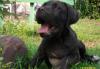 Кане-Корсо щенки.1 мальчик- 3 месяца -20.тыс. ру превью 1031166.