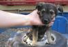 Щенки ищят хозяев превью 1031658.