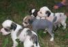 Щенки Китайской хохлатой превью 1032192.