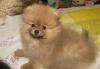 Превью Миниатюрный  шпиц Санкт-Петербург - 2
