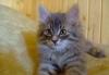 Отдаю кота в добрые руки превью 1033218.