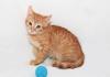 Рыжий котёнок Марсик в добрые руки. в дар превью 1033358.