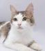 Молодой котик Лёлик в добрые руки. в дар превью 1033509.