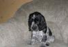 Продам щенка Английского кокер-спаниеля превью 1033985.