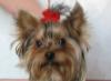 Щенки йоркширского терьера Есть кукольные мини превью 1034235.