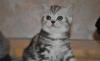 Британские котята превью 1034269.