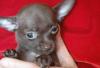 Щенок Чихуахуа превью 1035250.