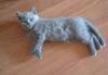 Шотландские  голубые котята превью 1035274.