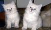 Котята из питомника превью 1035311.