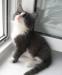 Превью Малышки 1,5 м. надежному хозяину Москва - 1