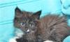 Котенок в дар.Шармель ищет теплый дом превью 1030648.