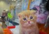 Скоттиш-фолды превью 1036023.