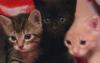 Отдам котят в хорошие руки превью 1036047.