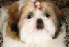 Китайские маленькие собачки для детей.Недорого превью 1036069.