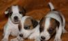 Джек рассел терьер , щенки, рождения 07.07.2010 превью 1036415.