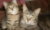 Котята от сибирской кошки превью 1036477.