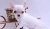 Чихуахуа мини мальчик (дорого) превью 1036929.
