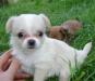 Породистые щенки чихуахуа мини и стандарт. РКФ превью 1037153.