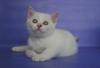Голубоглазые котята страйт,эксклюзивный окрас превью 1037667.