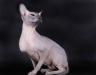 Вязка Петербургский сфинкс  голубого окраса  превью 1037978.