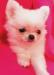 Чихуахуа мини девочка превью 1038200.