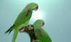 Александрийский попугай подрощенные птенцы превью 1038324.