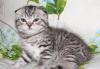 Пятнистый шотландский котик превью 1038553.