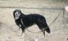 Отдам в хорошие руки красавца-кобеля превью 1038639.