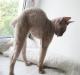 Превью Кудрявый котенок корниш-рекс Санкт-Петербург - 2