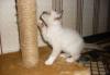 Тайский котенок   дешево превью 1039415.